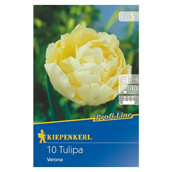 Kiepenkerl Profi-Line FrühlingsblumenzwiebelnTulipa 'Verona', Creme, 10 Stk. Front View