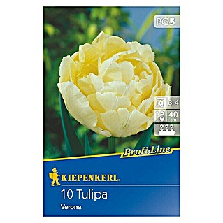 Kiepenkerl Profi-Line Frühlingsblumenzwiebeln (Tulipa 'Verona', Creme, 10 Stk.)
