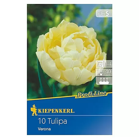 Kiepenkerl Profi-Line Frühlingsblumenzwiebeln Tulpe
