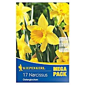 Kiepenkerl Frühlingsblumenzwiebeln Mega-Pack Osterglocke (Narcissus pseudonarcissus, 17 Stk.) | BAUHAUS