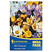 Kiepenkerl Frühlingsblumenzwiebeln Mega-Pack Wildkrokusmischung (Crocus chrysanthus, 40 Stk.) | BAUHAUS