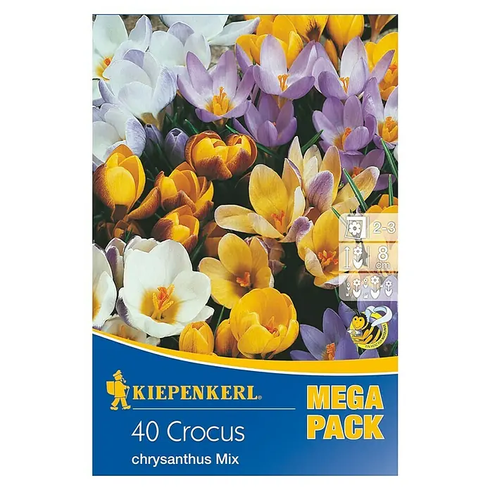 Kiepenkerl Blumenzwiebeln Mega-Pack Wildkrokusmischung - Crocus chrysanthus, 40 Stk. - Das Bild zeigt eine Packung mit 40 Krokus-Chrysanthemen-Mischzwiebeln von Kiepenkerl mit farbenprächtigen Krokusblüten.