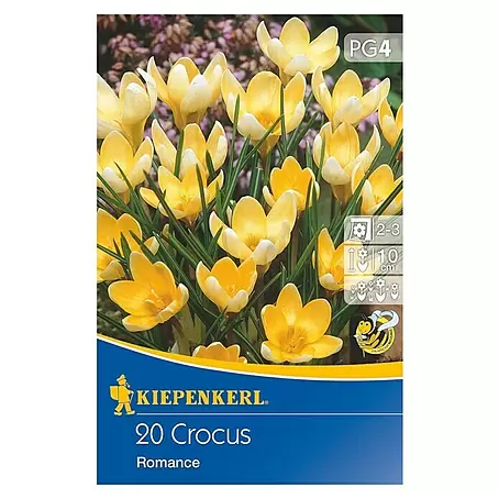 Kiepenkerl  Frühlingsblumenzwiebeln Wildkrokus Romance