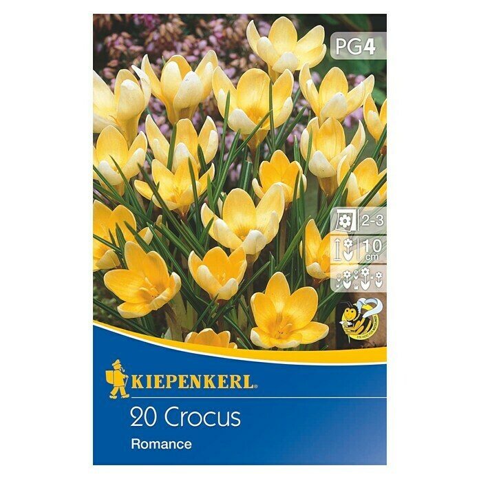 Kiepenkerl Frühlingsblumenzwiebeln Wildkrokus Romance (Crocus chrysanthus, 20 Stk.) | BAUHAUS