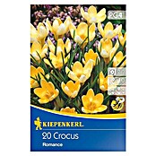 Kiepenkerl Frühlingsblumenzwiebeln Wildkrokus Romance (Crocus chrysanthus, 20 Stk.) | BAUHAUS