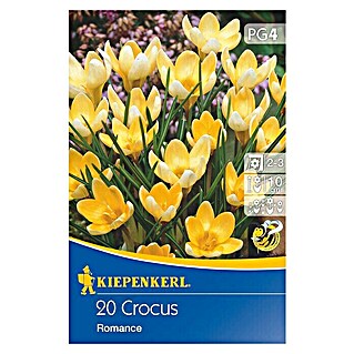 Kiepenkerl Frühlingsblumenzwiebeln Wildkrokus Romance (Crocus chrysanthus, 20 Stk.)