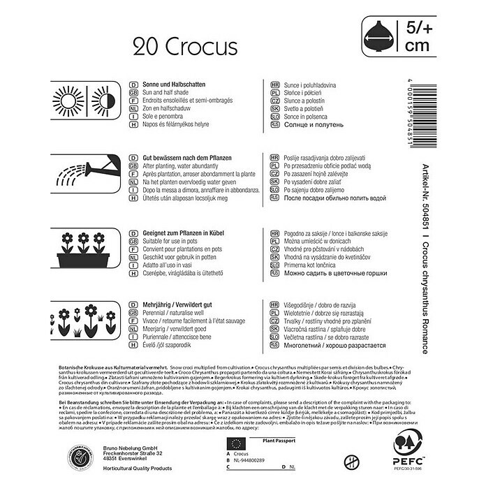 Kiepenkerl Frühlingsblumenzwiebeln Wildkrokus RomanceCrocus chrysanthus, 20 Stk. Back View