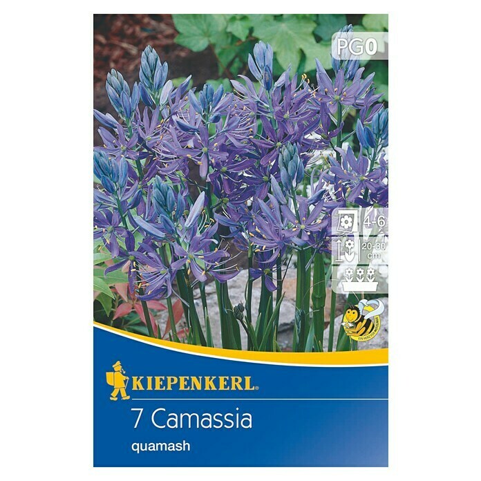 Kiepenkerl Frühlingsblumenzwiebeln Prärielilie (Camassia quamash, 7 Stk.) | BAUHAUS