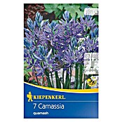 Kiepenkerl Frühlingsblumenzwiebeln Prärielilie (Camassia quamash, 7 Stk.) | BAUHAUS