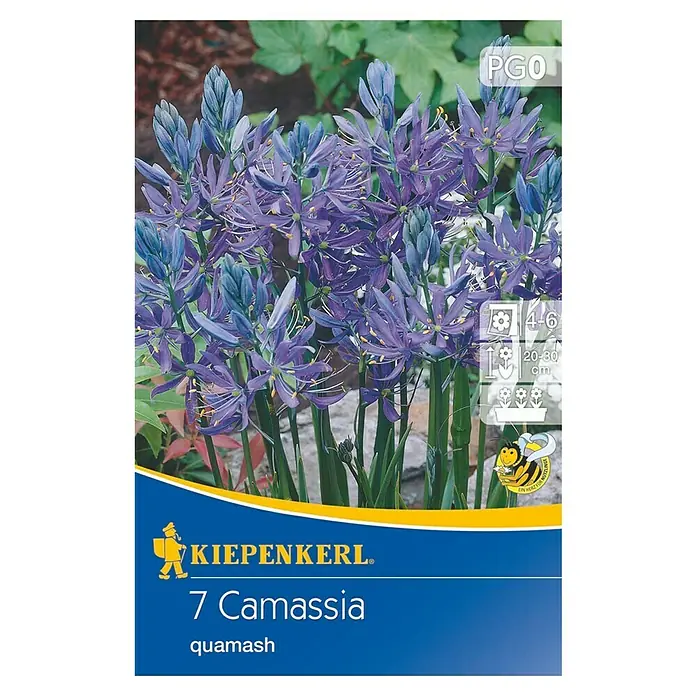 Kiepenkerl Blumenzwiebeln Prärielilie - Camassia quamash, 7 Stk. - Blütenpracht der 7 Camassia quamash Zwiebeln von Kiepenkerl mit blauen Blüten für Beet und Topf, ein Blickfang im Garten.