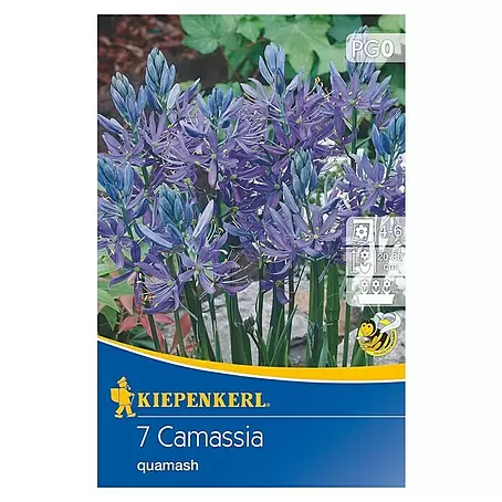 Kiepenkerl  Frühlingsblumenzwiebeln Prärielilie