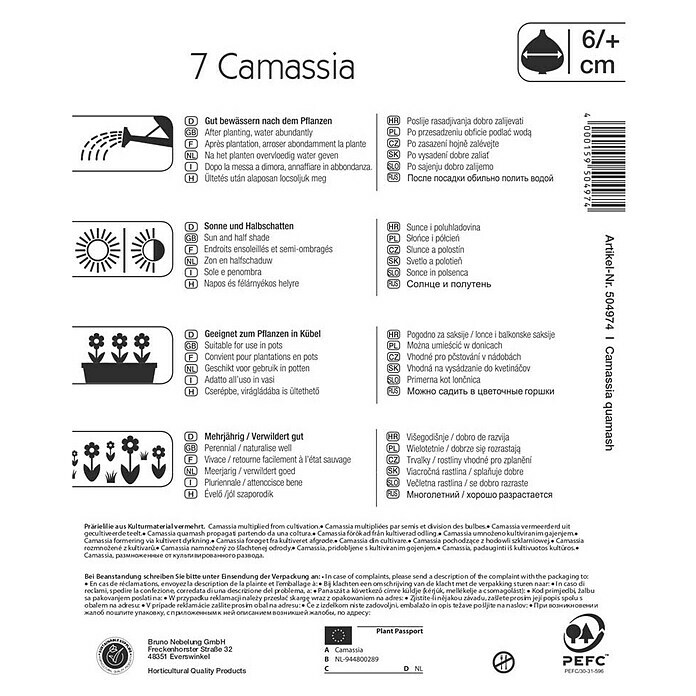 Kiepenkerl Frühlingsblumenzwiebeln Prärielilie (Camassia quamash, 7 Stk.) | BAUHAUS