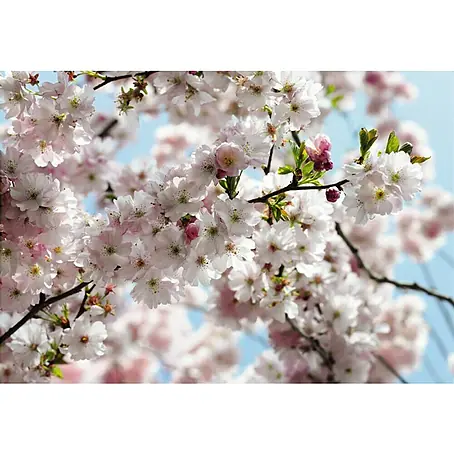 Komar Imagine Edition 3 - Stories Fototapete Spring