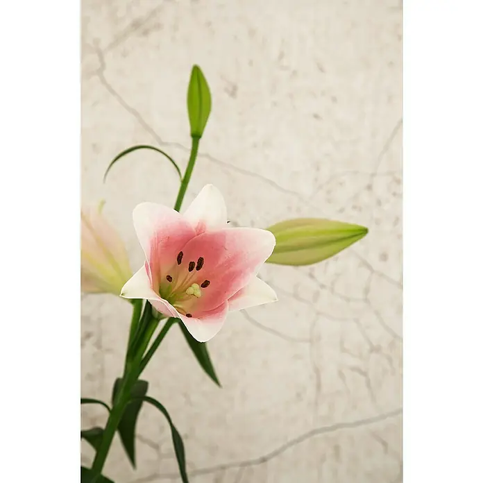 SCHÖNER WOHNEN-Kollektion New Spirit Fototapete Digitaldruck Holzstein - 212 x 270 cm, Beige - Nahaufnahme einer rosa-weißen Lilienblüte mit grünen Stielen vor einem hellen Hintergrund.