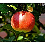 Kultur-Apfel