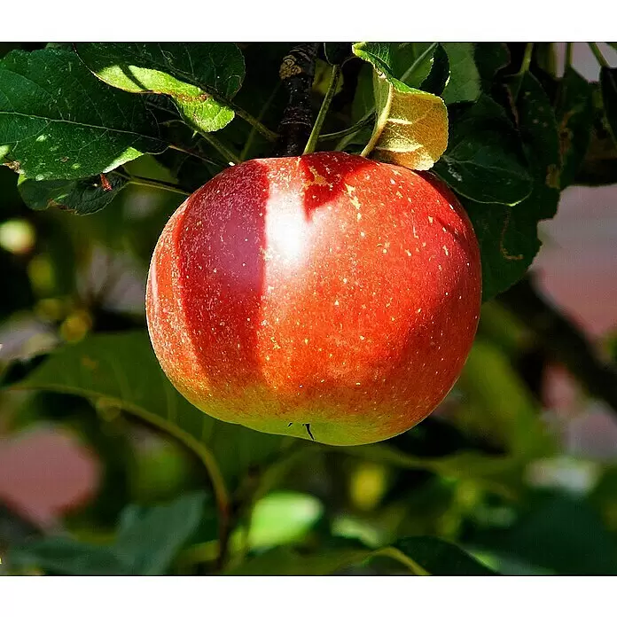 Obstbaum Bio-SortimentTerrassenobst, Topfvolumen: 5 l