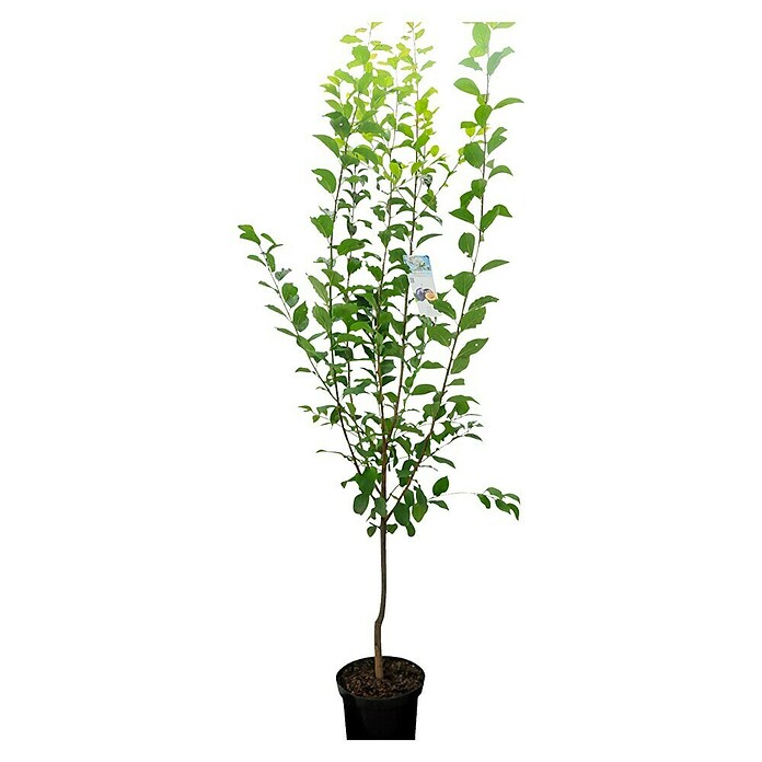 Piardino Bio Stablo šljive  (Prunus domestica, Vrijeme cvjetanja: Ožujak) | BAUHAUS