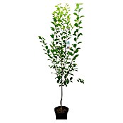 Piardino Bio Stablo šljive  (Prunus domestica, Vrijeme cvjetanja: Ožujak) | BAUHAUS