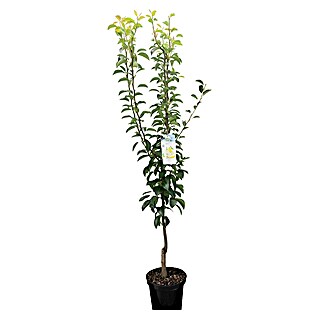 Piardino Bio Säulen-Birnenbaum (Pyrus communis, Erntezeit: September)