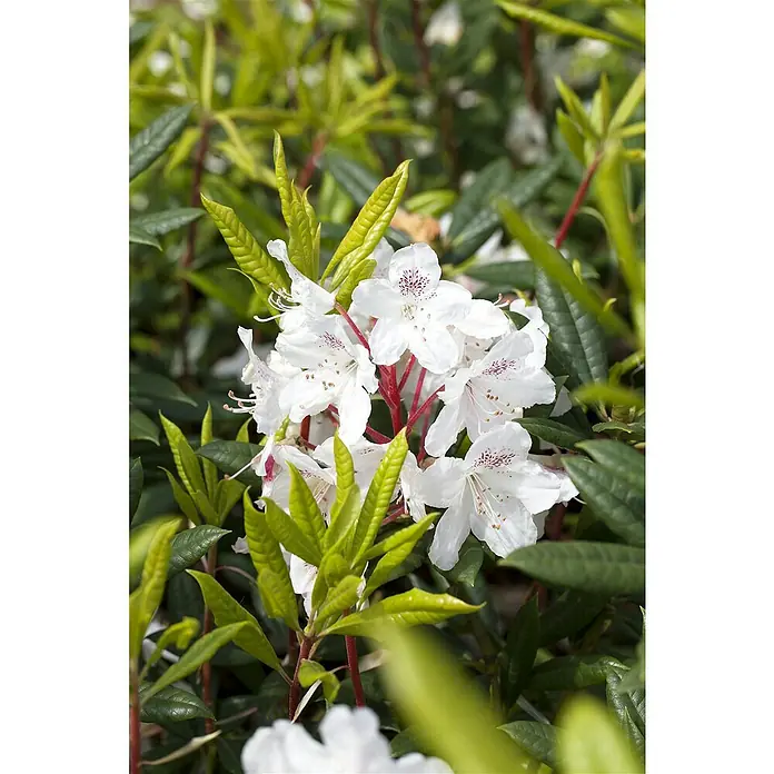 Piardino Rhododendron - Rhododendron 'INKARHO® Weiß', Topfgröße: 23 cm - Nahaufnahme einer weißen Rhododendronblüte mit purpurnen Sprenkeln, umgeben von grünen Blättern, die die Schönheit der Natur hervorhebt.