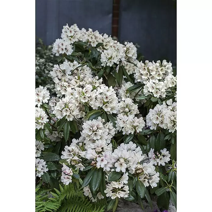 Piardino Rhododendron - Rhododendron 'INKARHO® Weiß', Topfgröße: 23 cm - Detailaufnahme