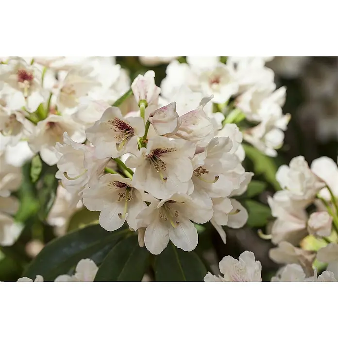 Piardino Rhododendron - Rhododendron 'INKARHO® Weiß', Topfgröße: 23 cm - Nahaufnahme von Rhododendronblüten mit zarten weißen Blütenblättern und feinen roten Akzenten, die die Schönheit der Natur hervorheben.