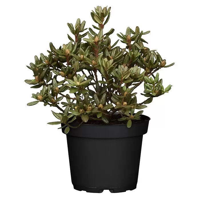 Piardino Rhododendron - Rhododendron 'INKARHO® Lila', Topfgröße: 23 cm - Vorderansicht