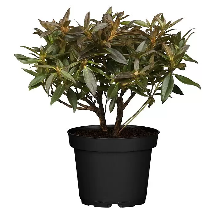 Piardino Rhododendron - Rhododendron 'INKARHO® Rot', Topfgröße: 23 cm, Rot - Vorderansicht