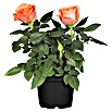 Rosa híbrida (Rosa Hybride, Tamaño de maceta: 9 cm, En función de la variedad) | BAUHAUS