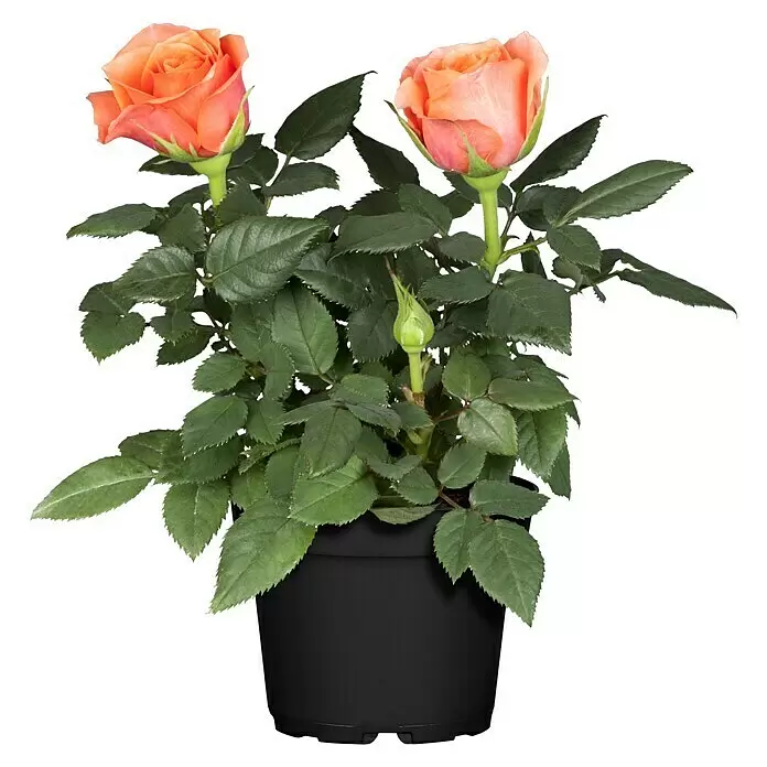 Piardino Zimmerpflanzen-MixVerschiedene Sorten, Topfgröße: 6 cm