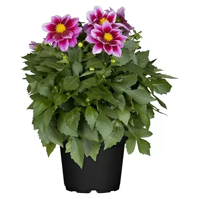 Piardino Dahlie in Sorten - Dahlia Hybride Dahlietta-Serie, Topfgröße: 17 cm, Sortenabhängig - Vorderansicht