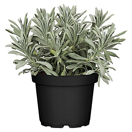 Piardino Lavendel 'Essence Purple' (Lavendula angustifolium, Topfgröße: 13 cm, Lavendelblau)