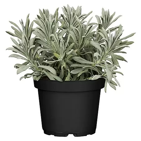 Piardino  Lavendel 'Essence Purple'