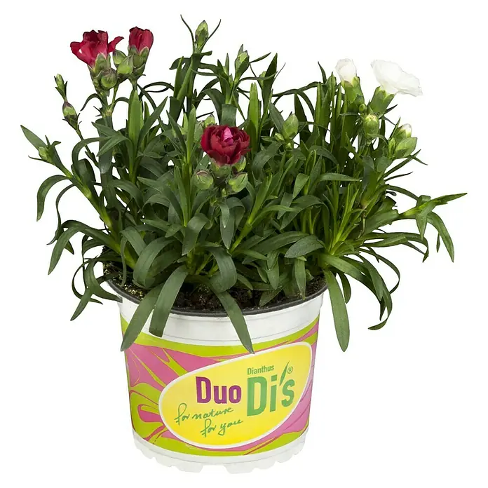 Piardino Clavel - Dianthus cariophyllus 'Mondrian', Tamaño de maceta: 14 cm, En función de la variedad - Esta foto muestra un Duo Di's Dianthus en maceta con flores rojas y blancas, perfecto para amantes del jardín.