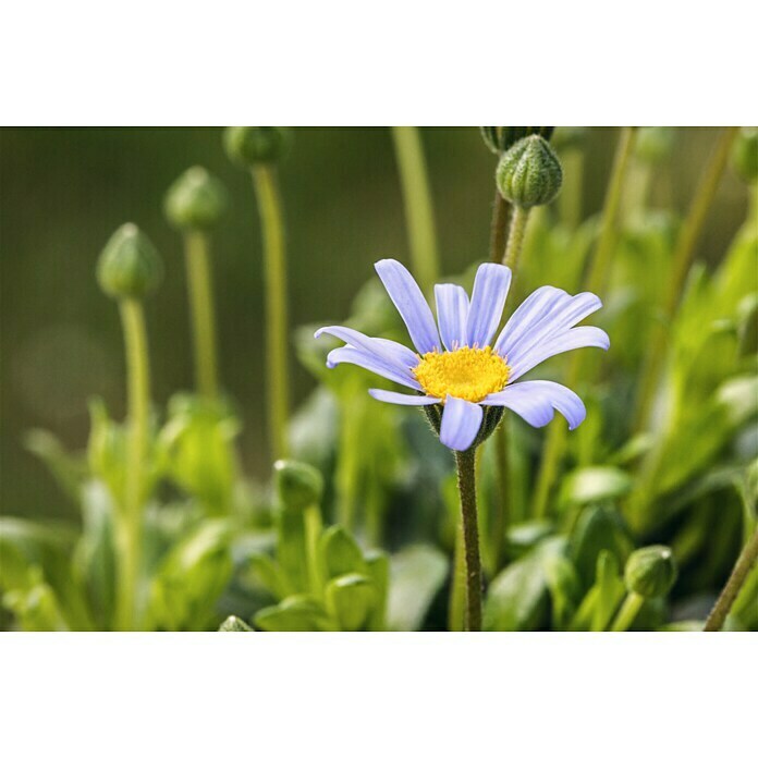 Felicia 10 blau