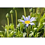 Felicia 10 blau