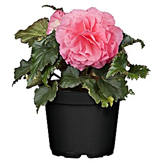 Piardino Begonia (Begonia tuberrosa, Tamaño de maceta: 13 cm, Según su variedad)