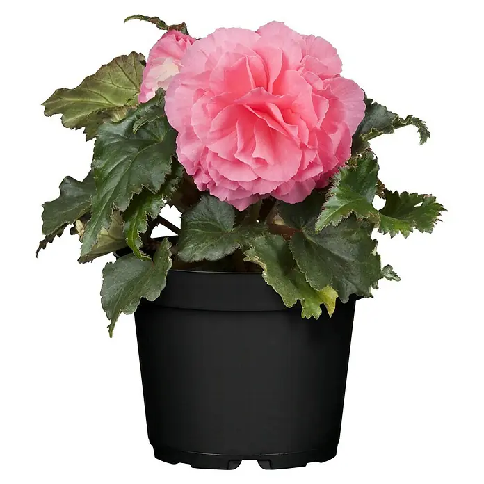 Piardino Begonia - Begonia tuberrosa, Tamaño de maceta: 13 cm, Según su variedad - Bonita begonia rosa en una maceta negra. La begonia tiene flores exuberantes y hojas verdes que destacan decorativamente de la maceta.