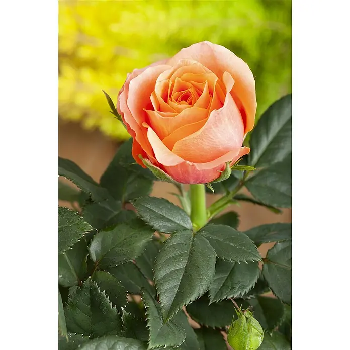 Piardino Mini Rosa - Rosa Mini, Tamaño de maceta: 6 cm - Primer plano de una delicada rosa naranja en plena floración, rodeada de un exuberante follaje verde.