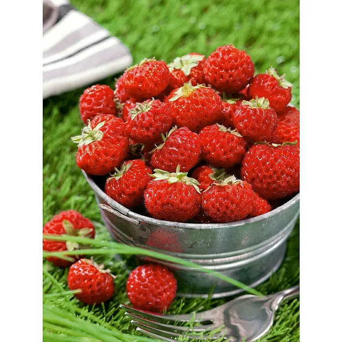 Erdbeere 6er Pack - Fragaria ananassa 'Mieze Schindler', 6 Stk., Erntezeit: Juni - Eine Nahaufnahme eines Eimers voller saftiger Erdbeeren, begleitet von einer Gabel und frischem Schnittlauch auf grünem Gras.