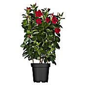 Piardino Dipladenia Pyramide (Mandevilla sanderi 'Sundaville® Early Scarlet', Topfgröße: 19 cm, Rot) | BAUHAUS