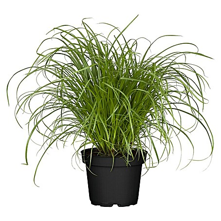 Piardino Katzengras Heimtierfutter (Cyperus zumula, Topfgröße: 12 cm)