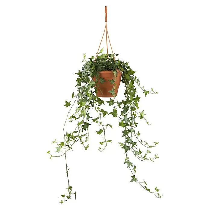 Piardino Zimmerpflanzen-Mix Ampel - Hedera helix, Topfgröße: 18 cm - Hängepflanze Efeu in einem Terrakottatopf mit orangefarbenen Aufhängern. Die Efeupflanze hat lange, herabhängende Triebe mit grünen Blättern.