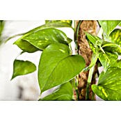Epipremnum aureum 15Am Stab Moos 50 cm