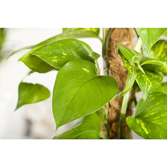 Piardino Efeutute am Stab - Epipremnum aureum, Topfgröße: 15 cm - Efeutute mit herzförmigen, grün-gelb panaschierten Blättern, die an einem braunen Faserstab emporranken.