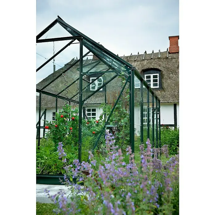 Halls Gewächshaus Popular 106 - Außenmaß inkl. Dachüberstand (B x T): 193 x 319 cm, Einscheibensicherheitsglas, 3 mm, Grün - Nahaufnahme eines Gewächshauses mit Tomatenpflanzen und blühenden Blumen im Vordergrund.