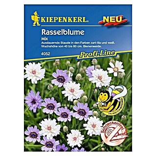 Kiepenkerl Profi-Line Blumensamen Rasselblume (Catanache caerulea, Mehrfarbig)