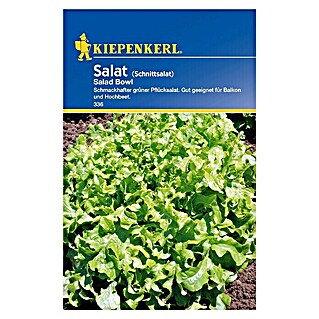 Kiepenkerl Salatsamen Pflücksalat Salad Bowl (Lactuca sativa)