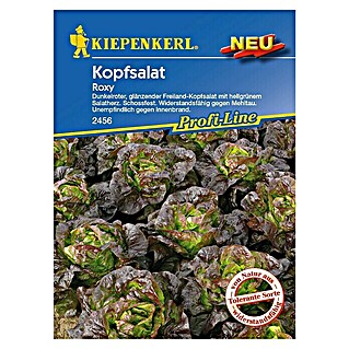 Kiepenkerl Profi-Line Salatsamen Kopfsalat (Roxy, Lactuca sativa var. capitata, Erntezeit: Mai)