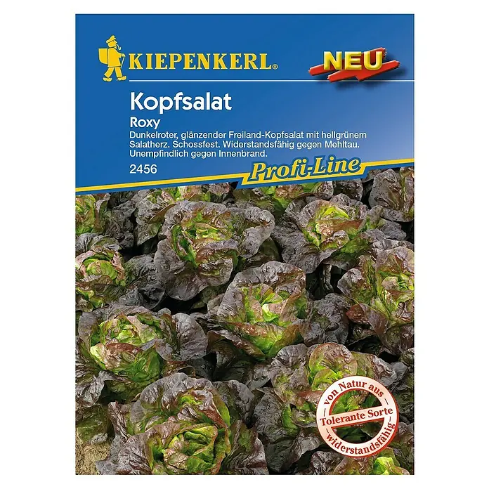 Kiepenkerl Profi-Line Salatsamen Kopfsalat - Roxy, Lactuca sativa var. capitata, Erntezeit: Mai - Abbildung eines Kiepenkerl Kopfsalat Roxy Samenpakets mit dunkelrotem, glänzendem Freiland-Kopfsalat.